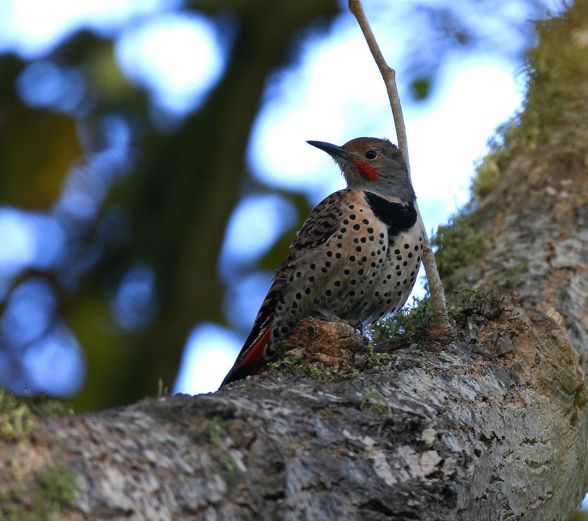 Northern Flicker (Red-shafted) - ML68012091
