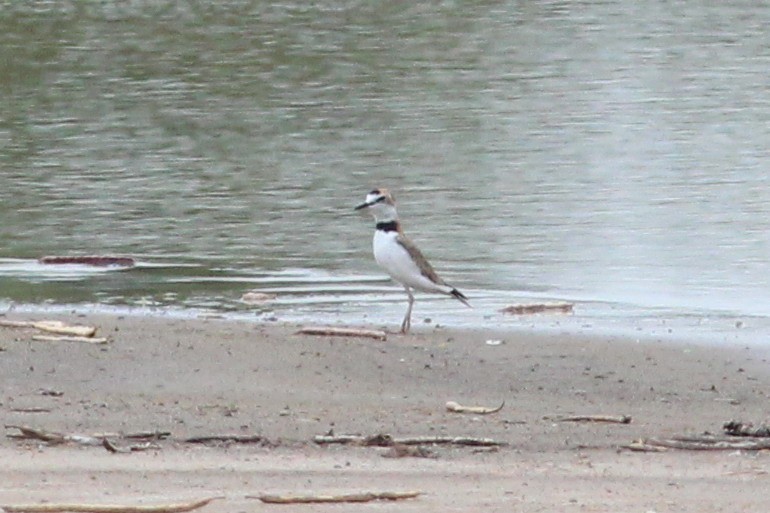 Collared Plover - ML68013071