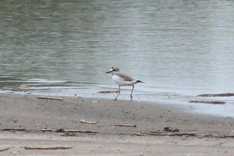 Collared Plover - ML68013081