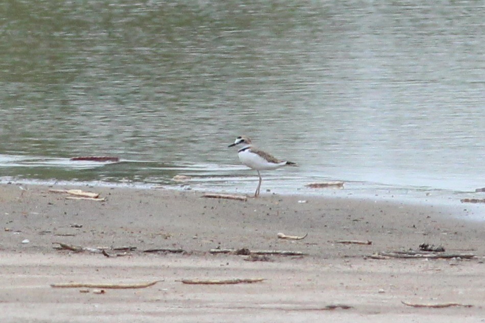 Collared Plover - ML68013091