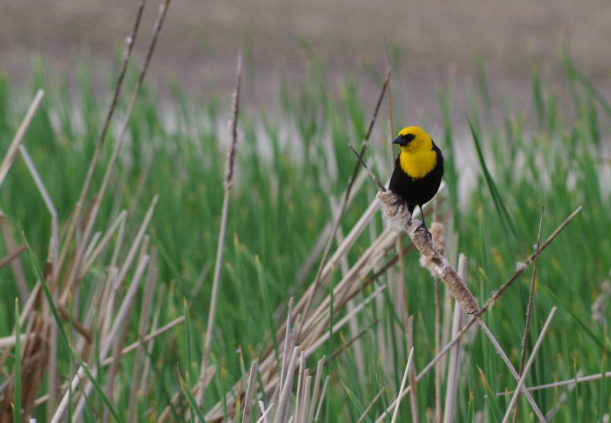 Yellow-headed Blackbird - Therese Cummiskey