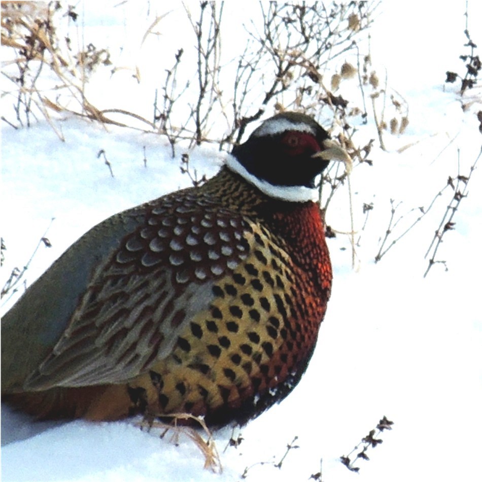 Ring-necked Pheasant - ML68016891