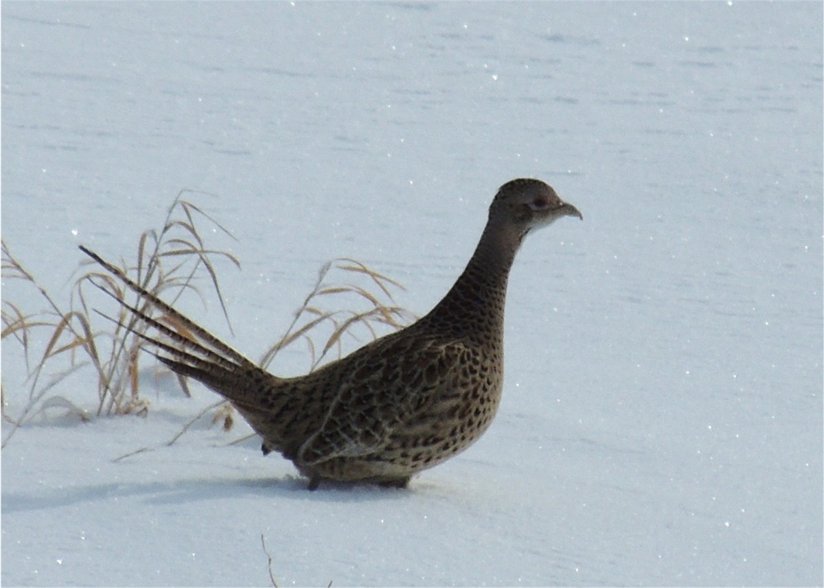 Ring-necked Pheasant - ML68016901
