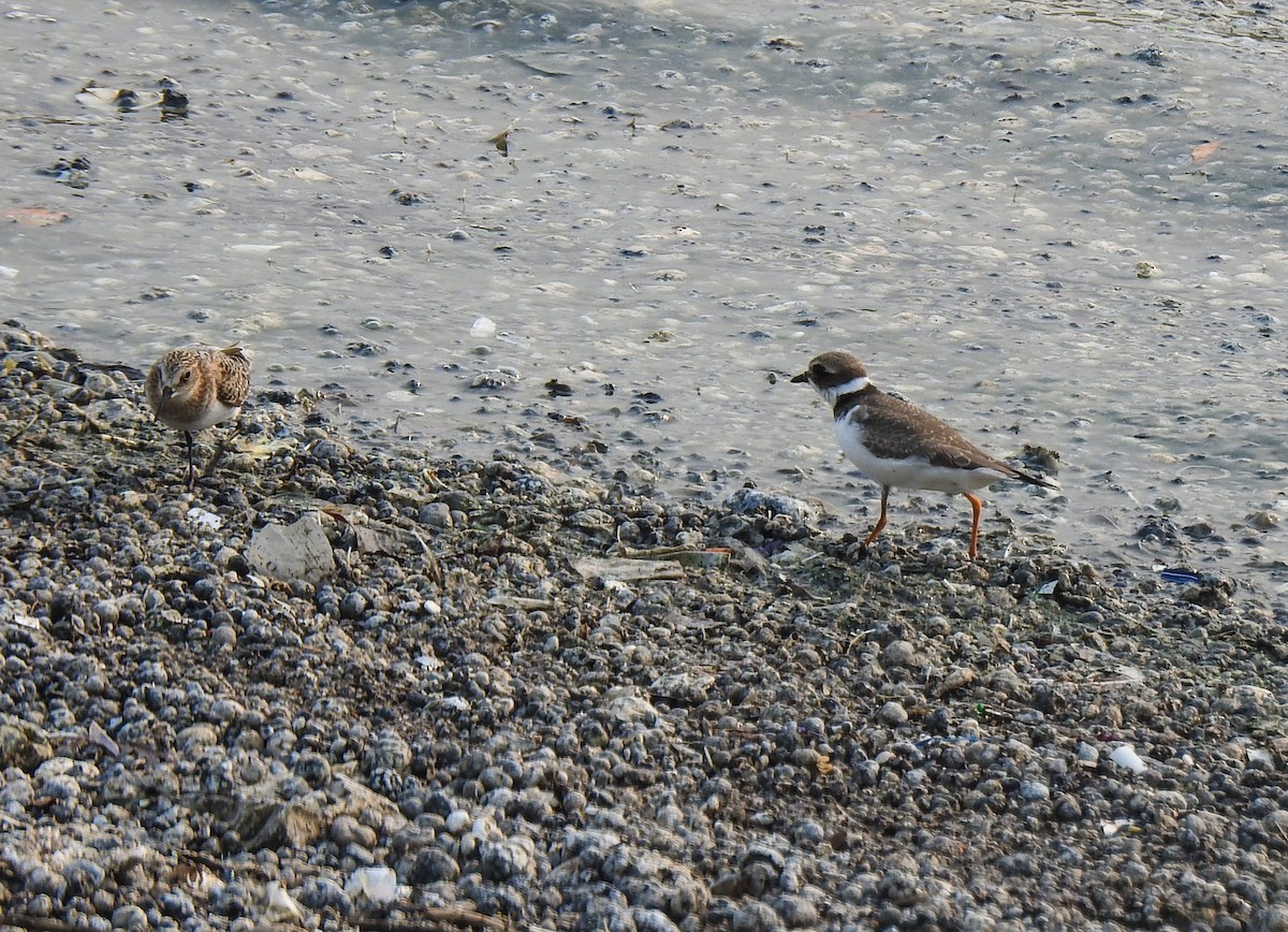 Semipalmated Plover - ML68018251