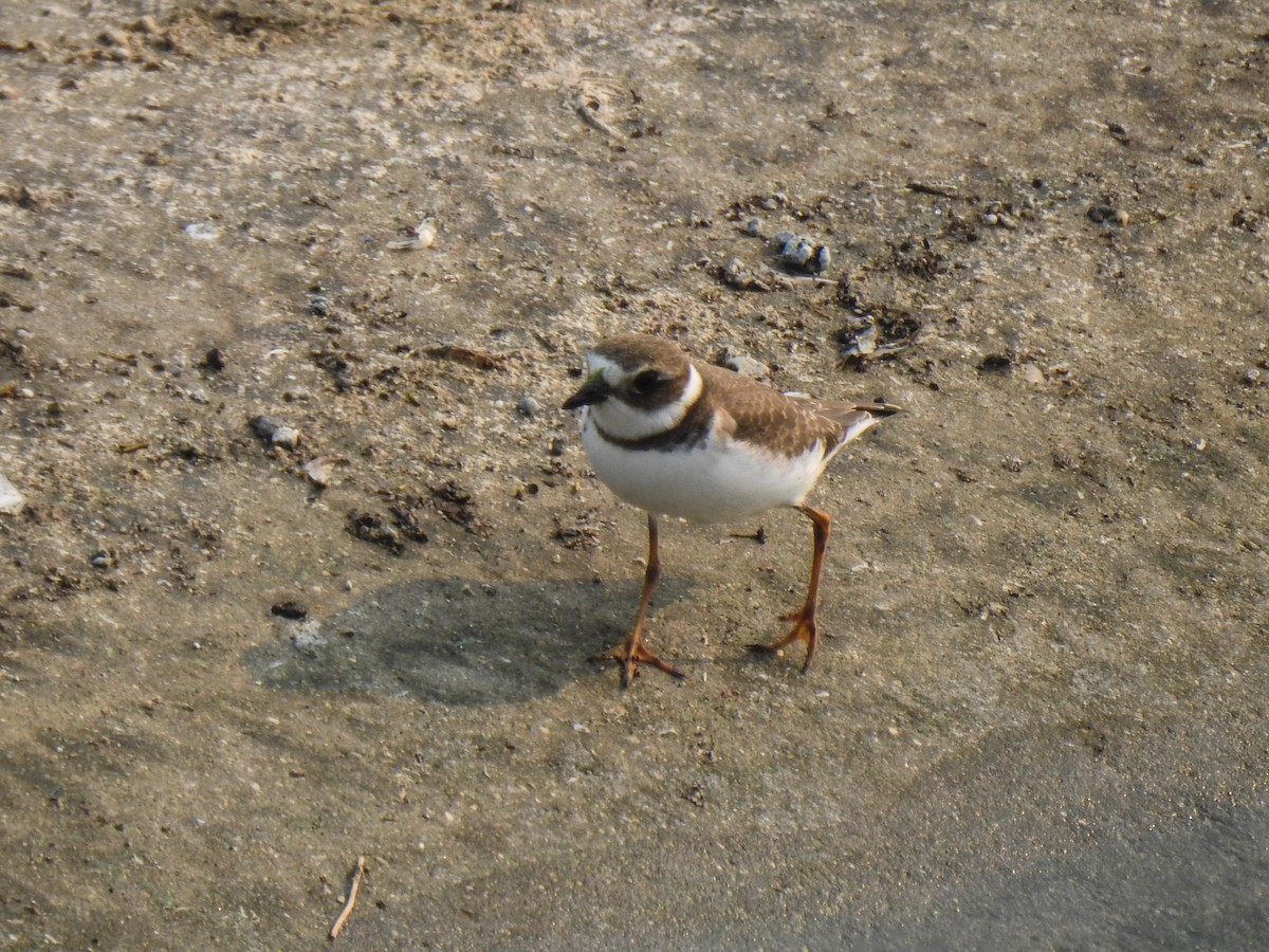Semipalmated Plover - ML68018261