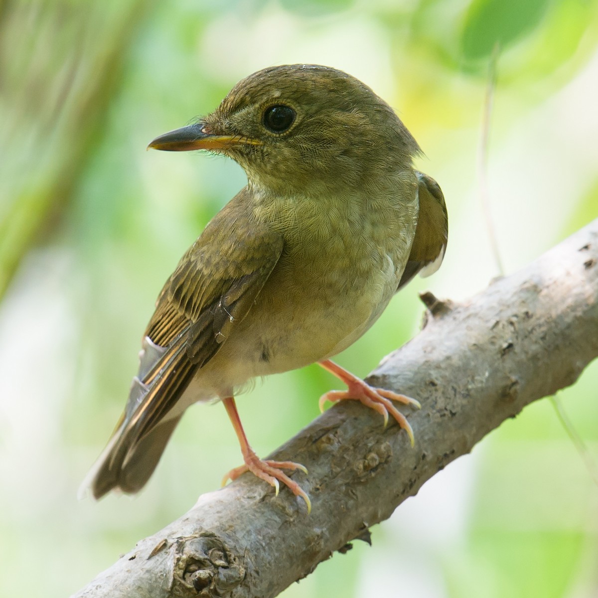 Brown-chested Jungle Flycatcher - ML68021781