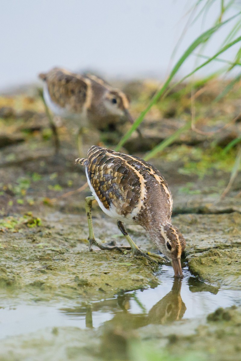 Greater Painted-Snipe - ML68024381