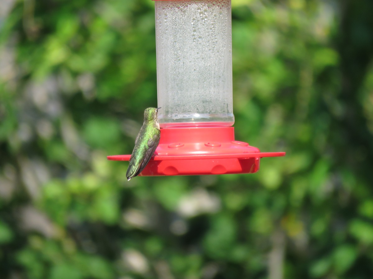 Broad-tailed Hummingbird - Kathy Carroll