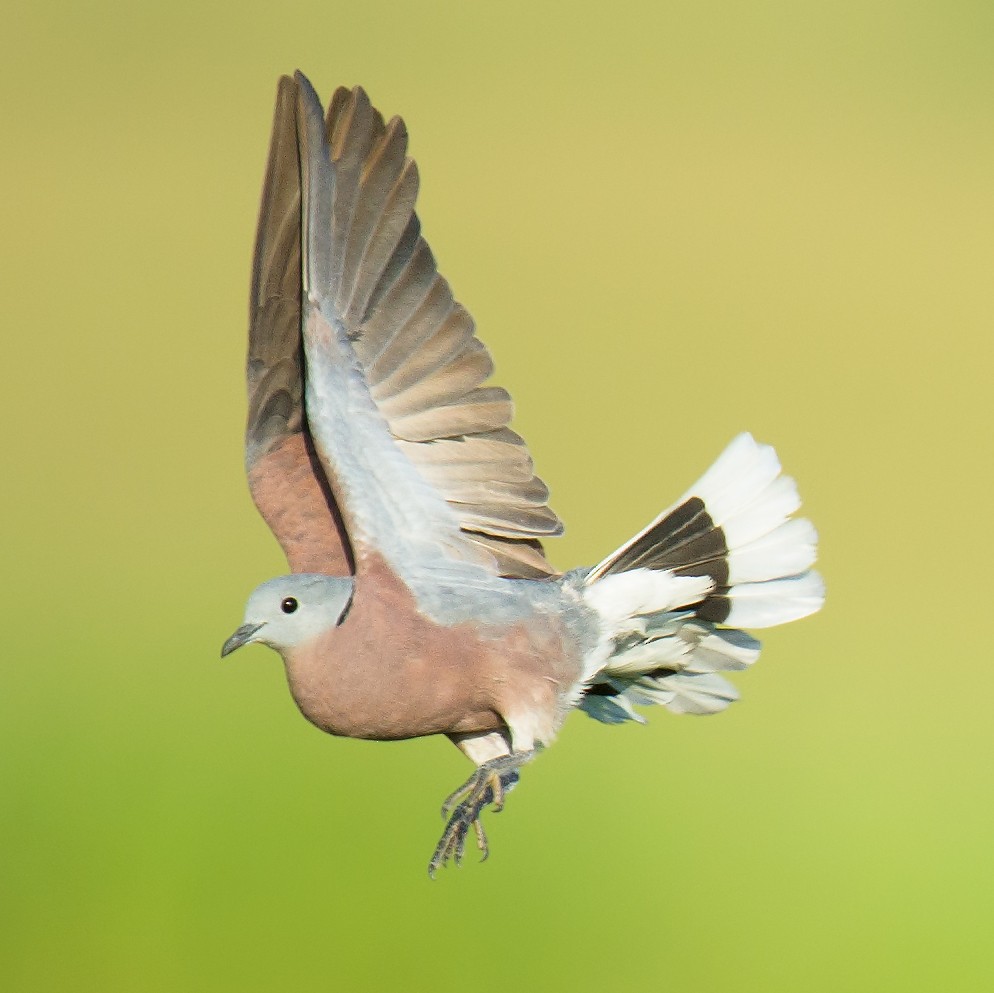 Red Collared-Dove - ML68024771