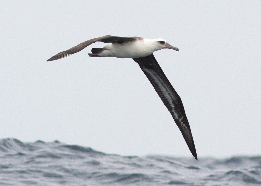 Laysan Albatross - Alan Wight