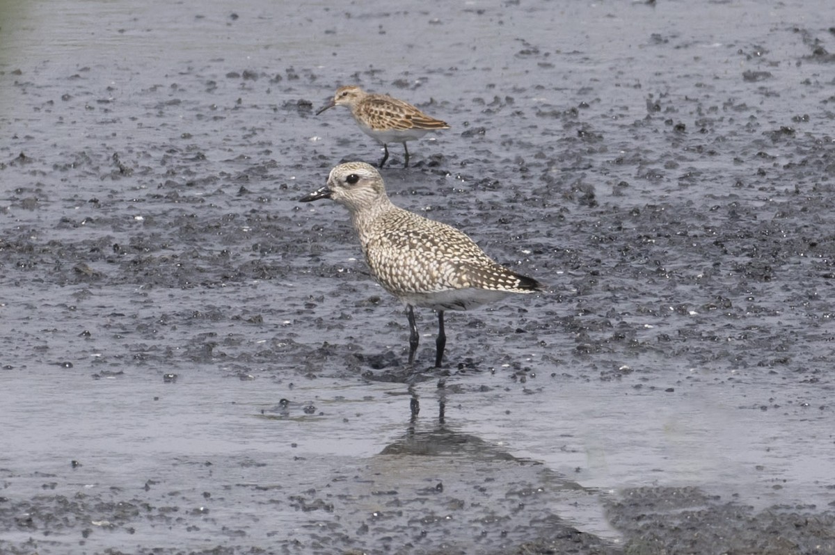 Black-bellied Plover - Michael Todd