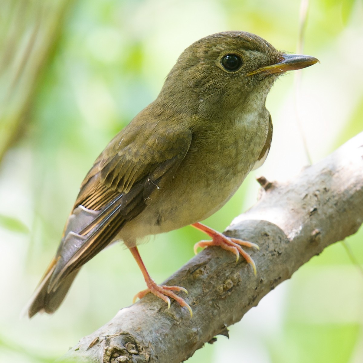 Brown-chested Jungle Flycatcher - ML68027631