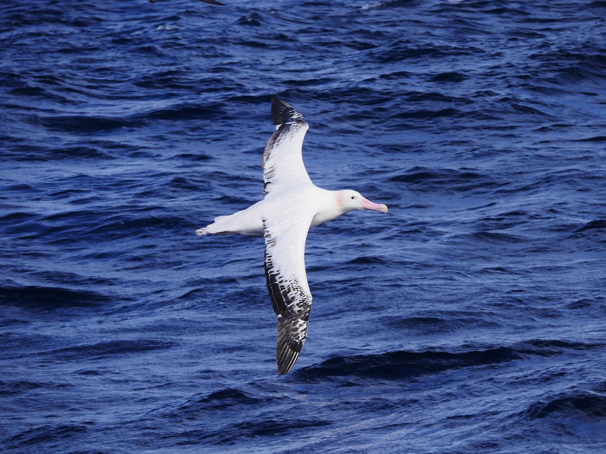 Snowy Albatross - Dan Pendavingh