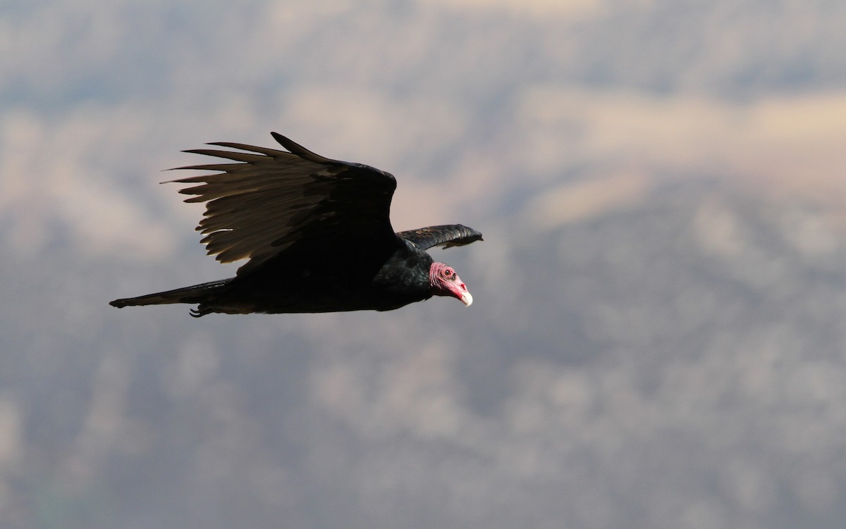Turkey Vulture - Christoph Moning
