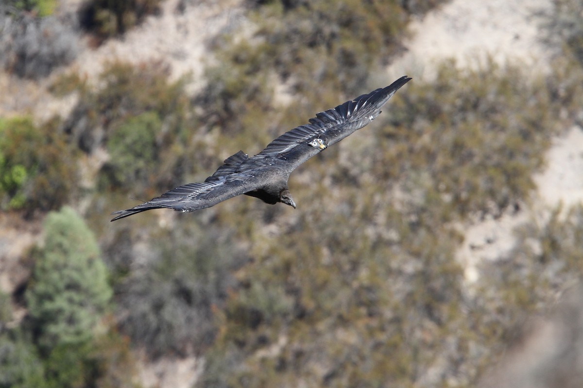 California Condor - ML68028961