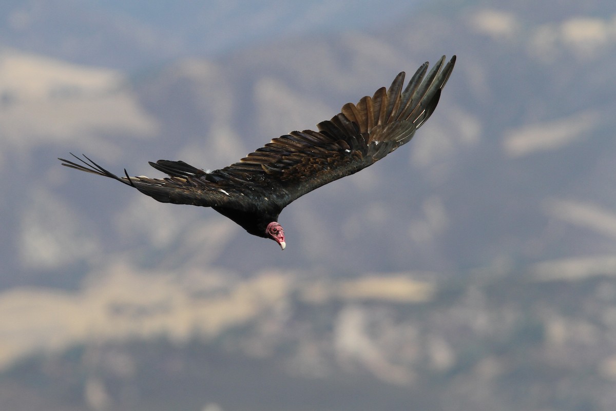 Turkey Vulture - ML68028981