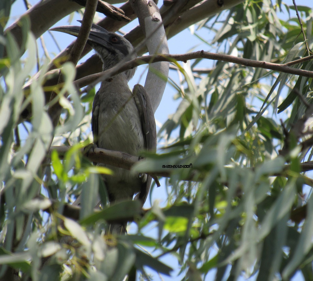 Indian Gray Hornbill - Kalaimani Ayuthavel