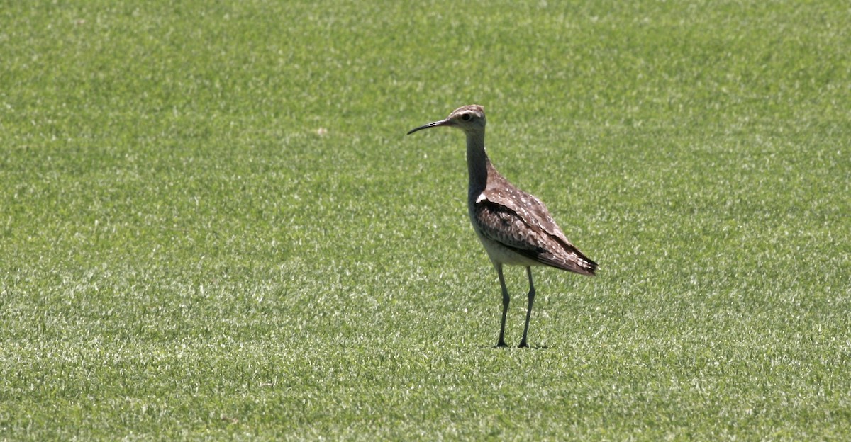 Little Curlew - Anonymous