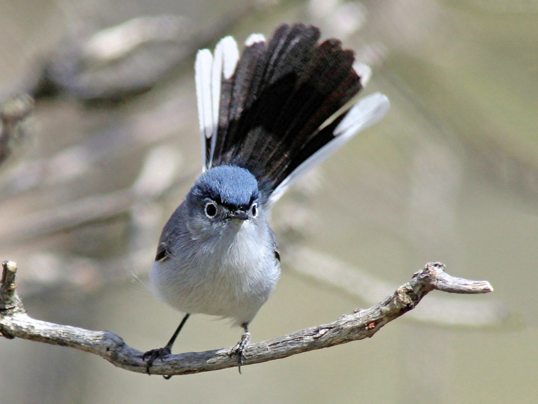Bluegray Gnatcatcher eBird