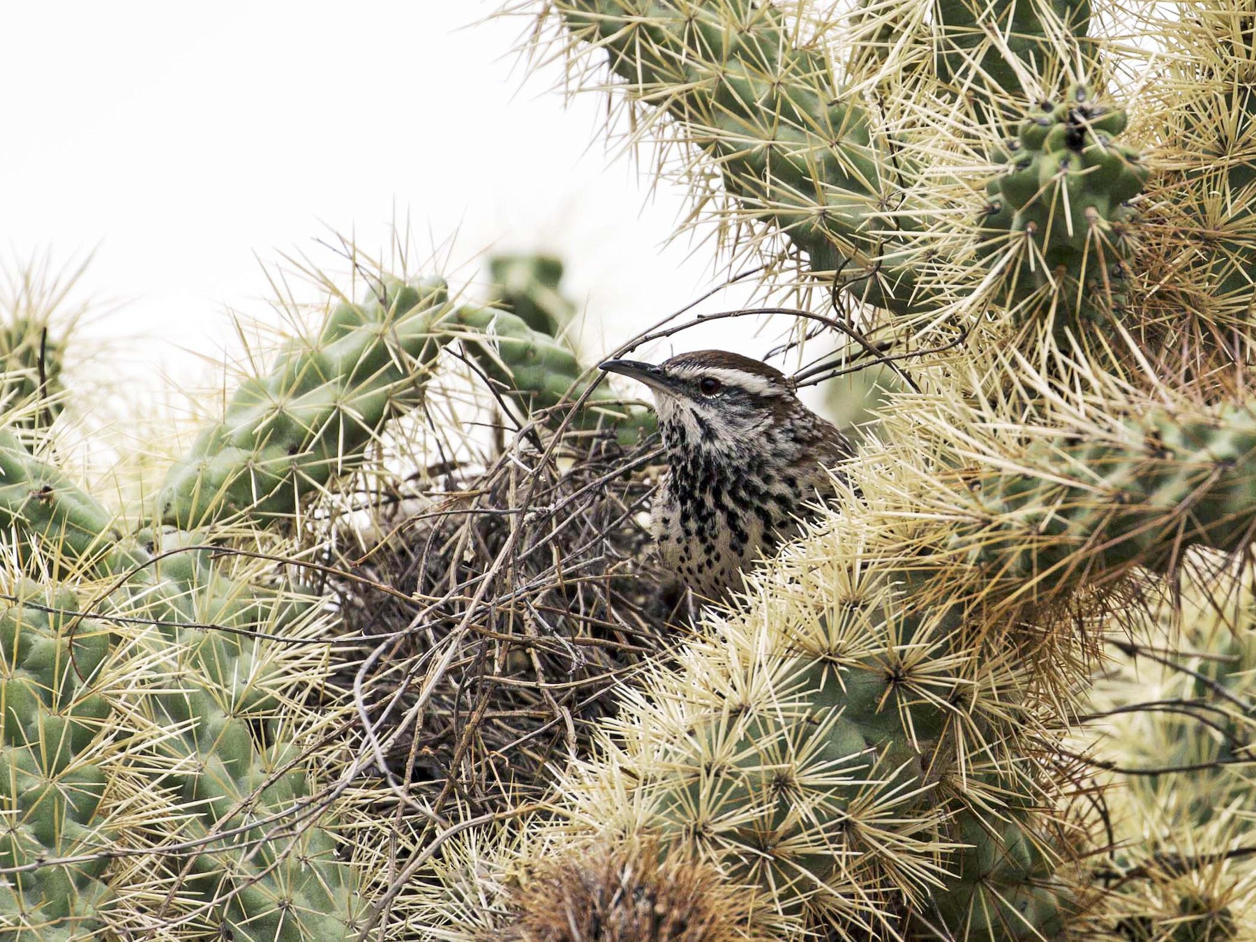 Cactus Wren - Douglas Bruns