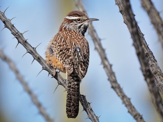 Cactus Wren - eBird