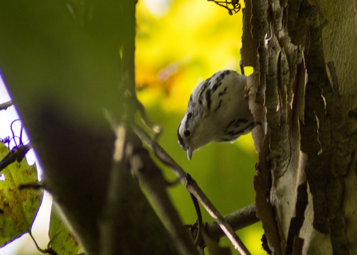 Black-and-white Warbler - ML68034741