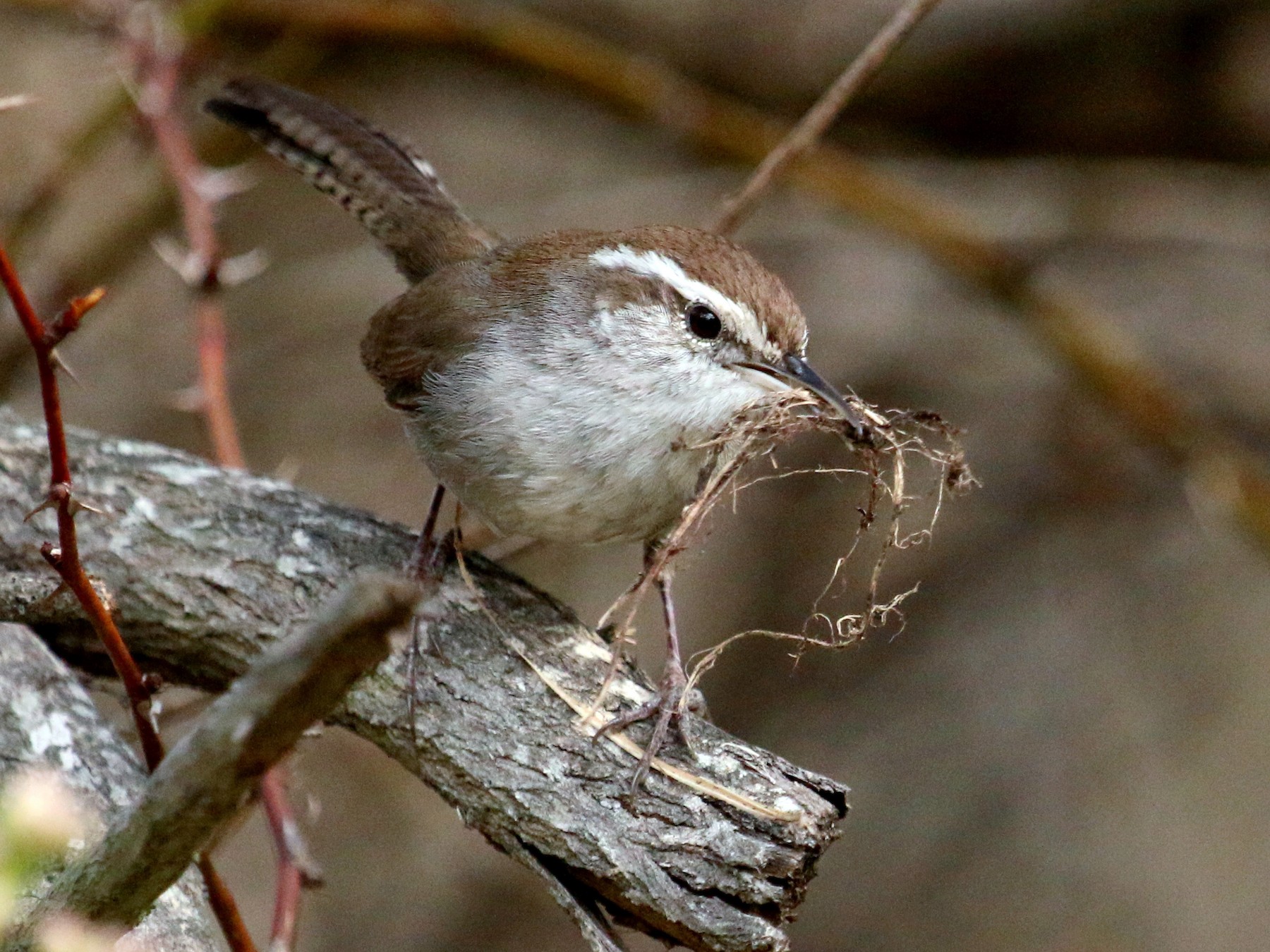 Bewick's Wren - eBird