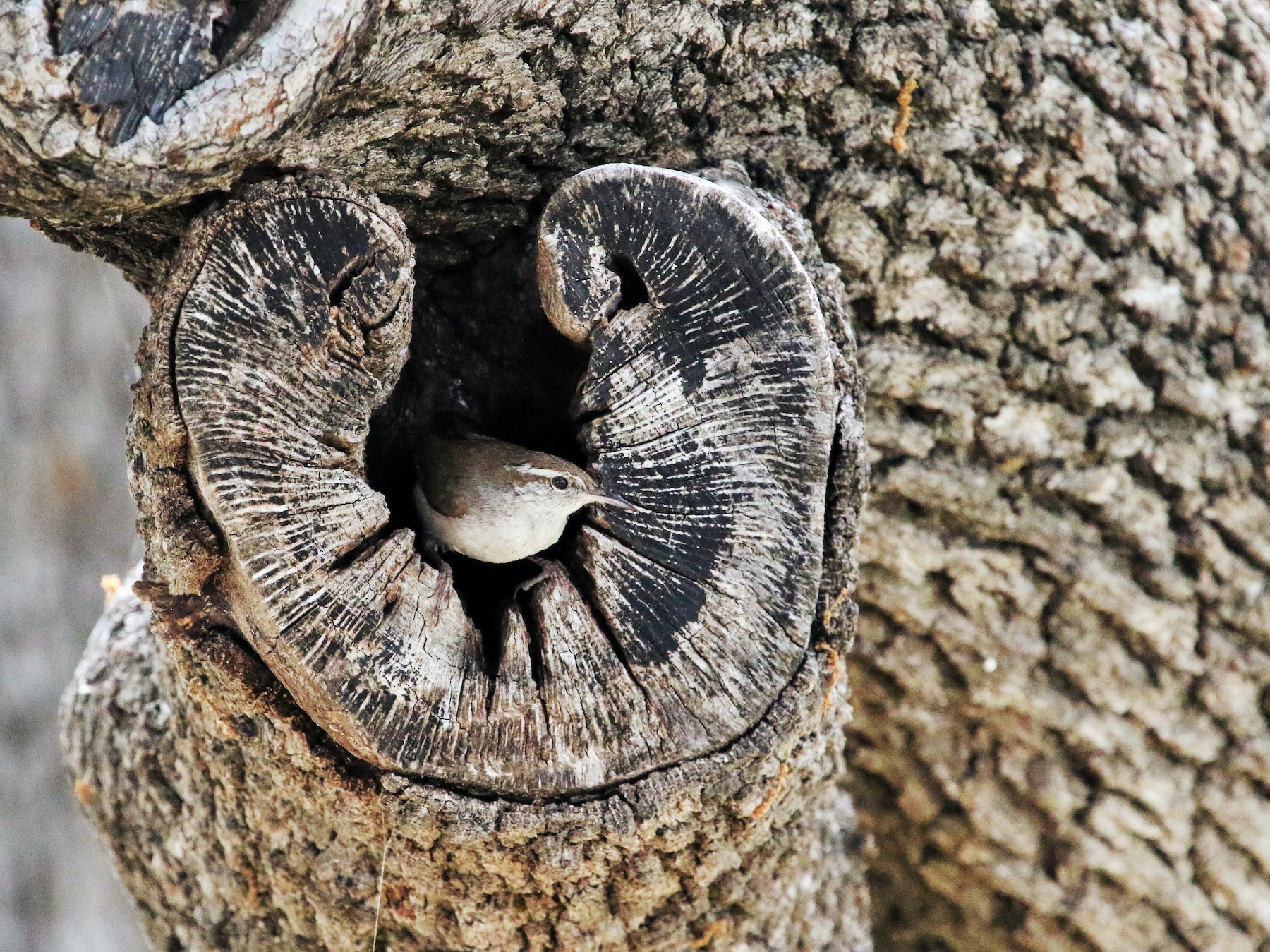 Bewick's Wren - eBird