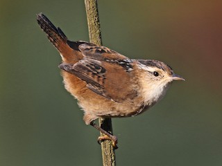 Marsh Wren - Cistothorus palustris - Birds of the World