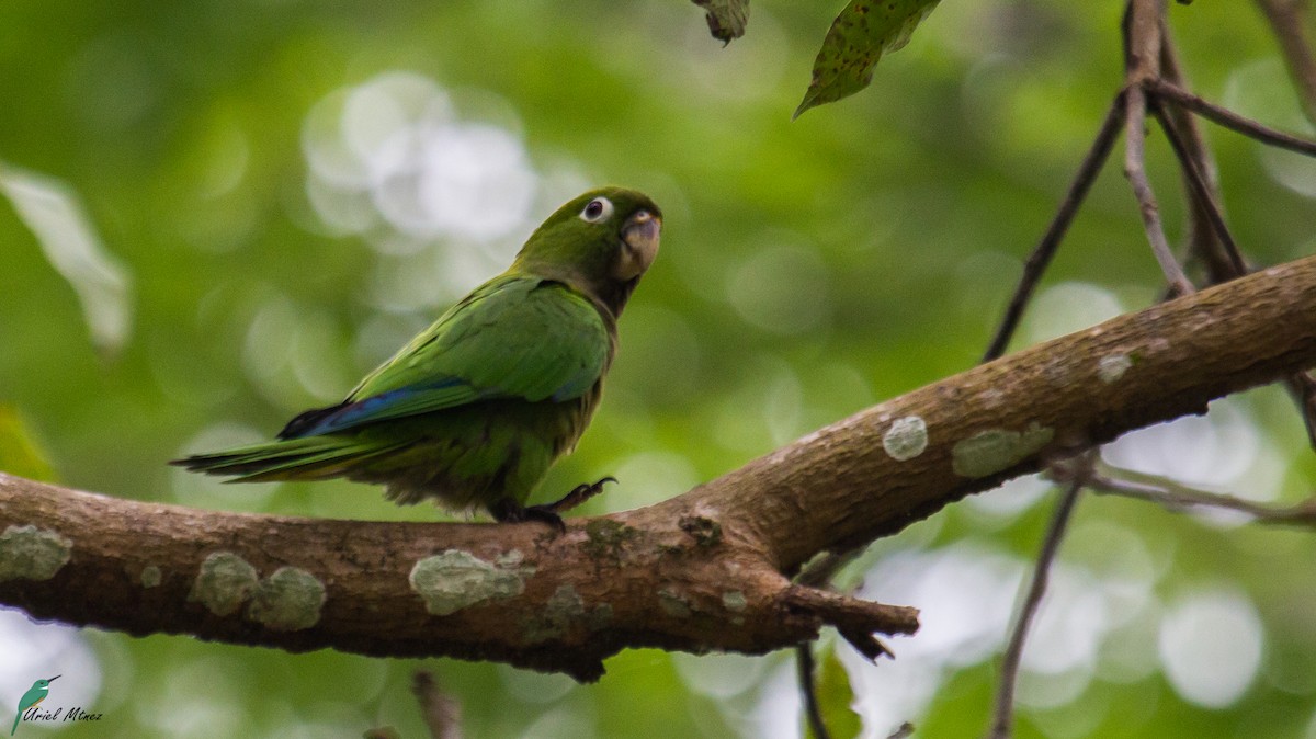 Olive-throated Parakeet - Uriel Mtnez