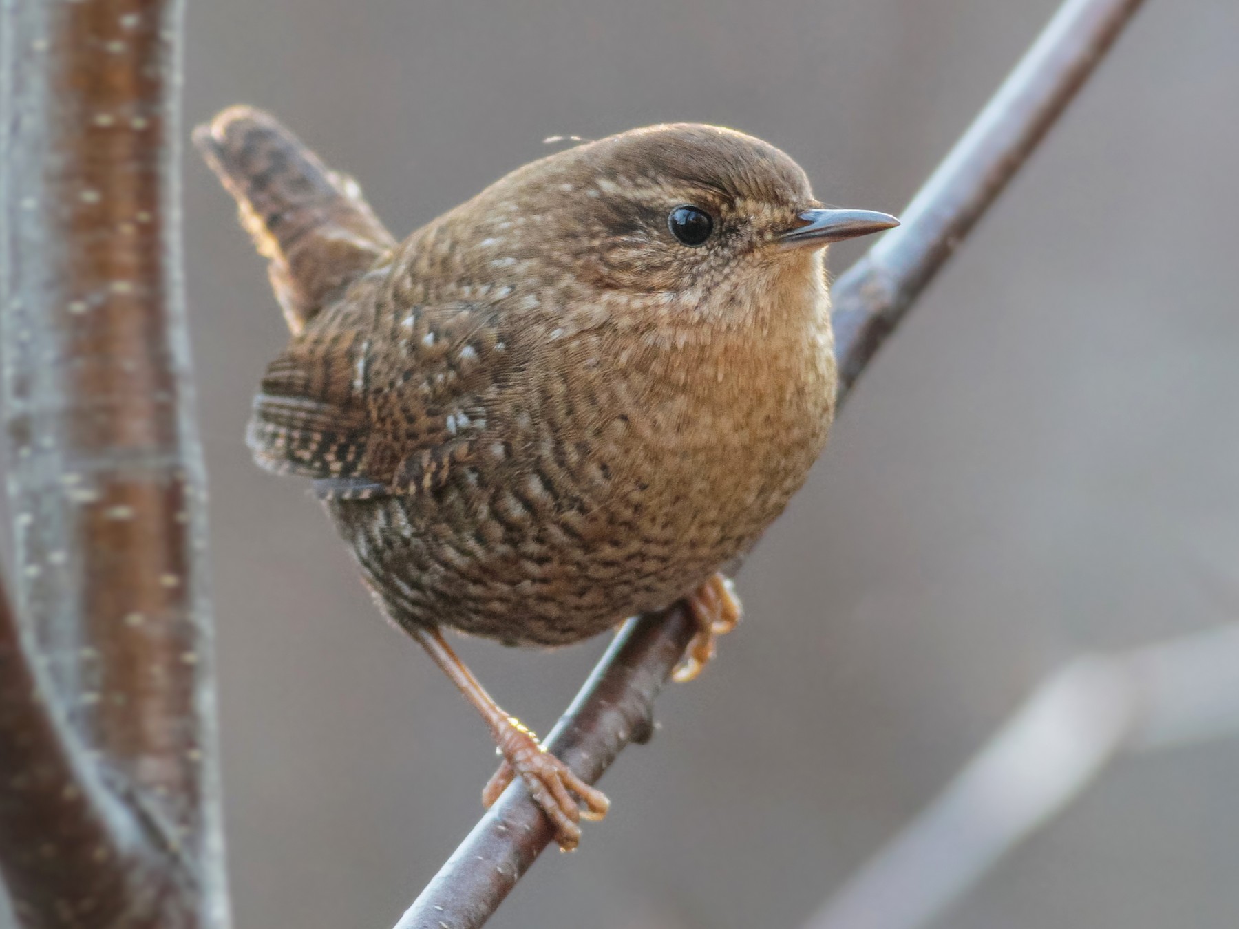 Winter Wren Great Backyard Bird Count