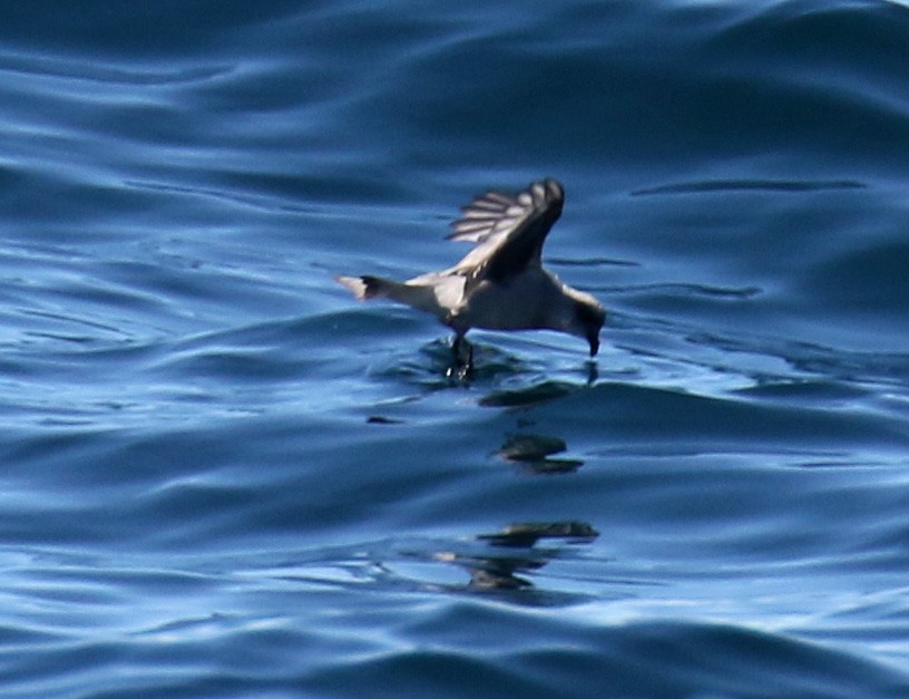 Fork-tailed Storm-Petrel - ML68036851
