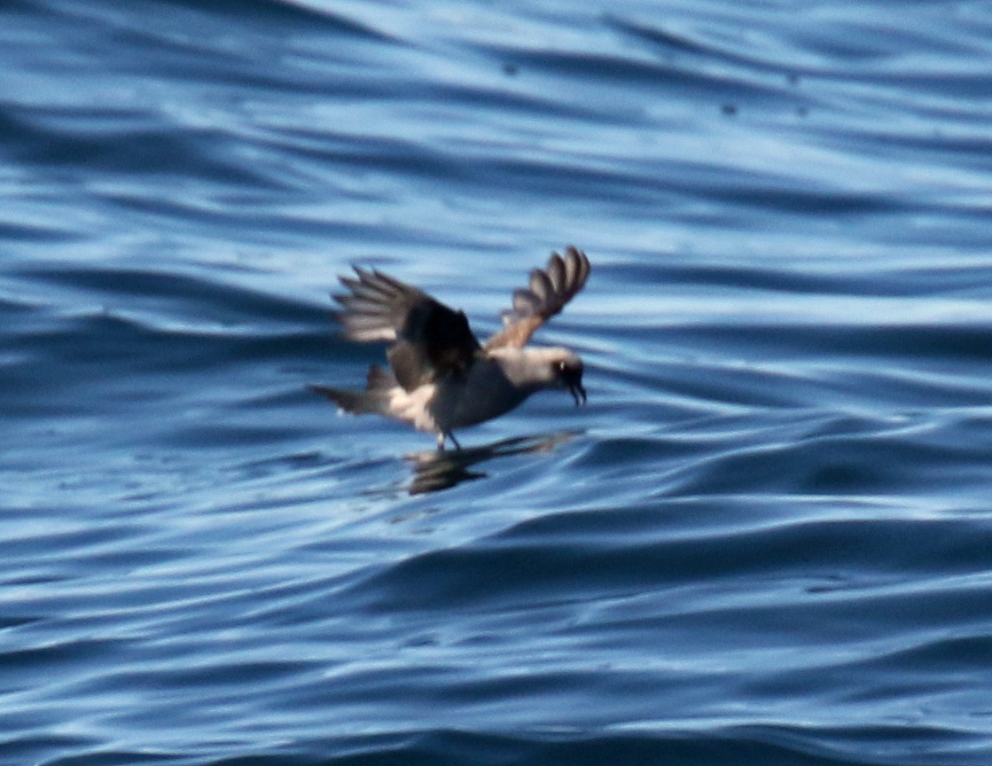Fork-tailed Storm-Petrel - ML68036861