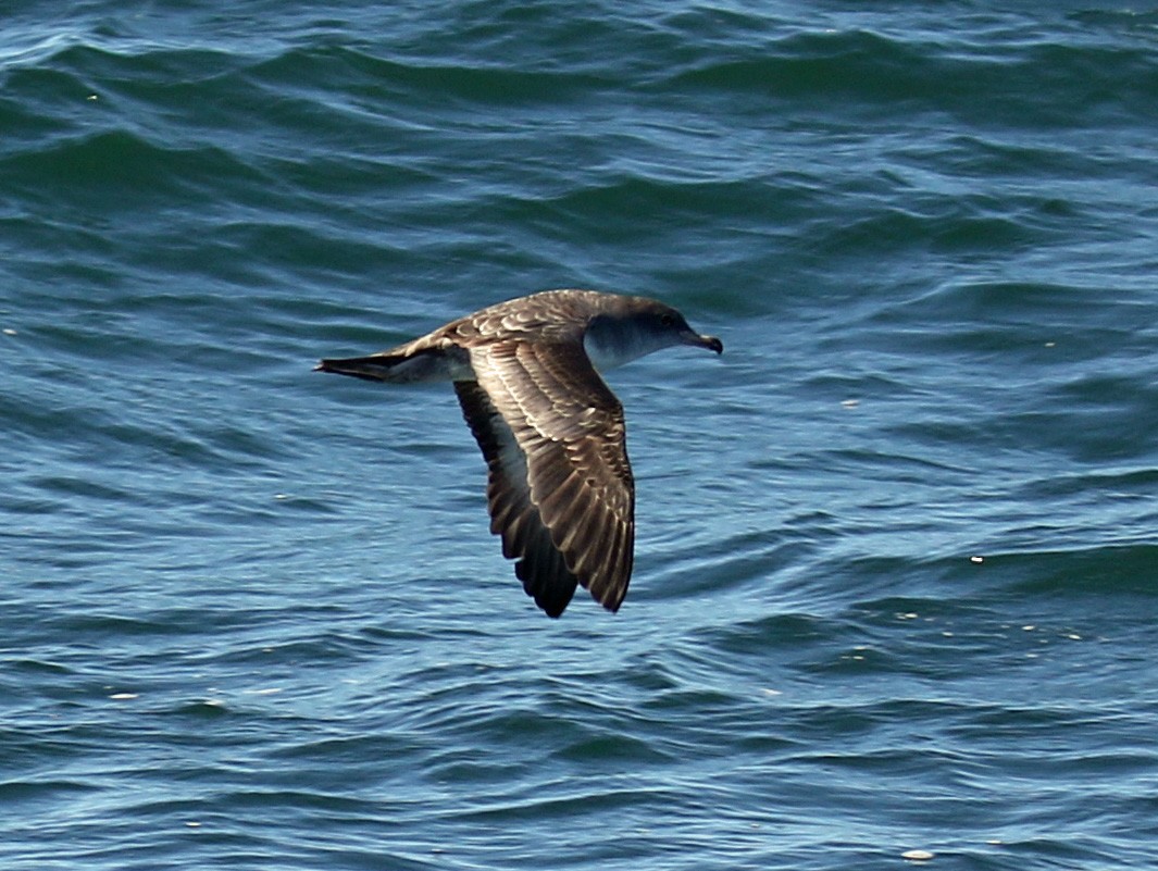 Pink-footed Shearwater - ML68036911