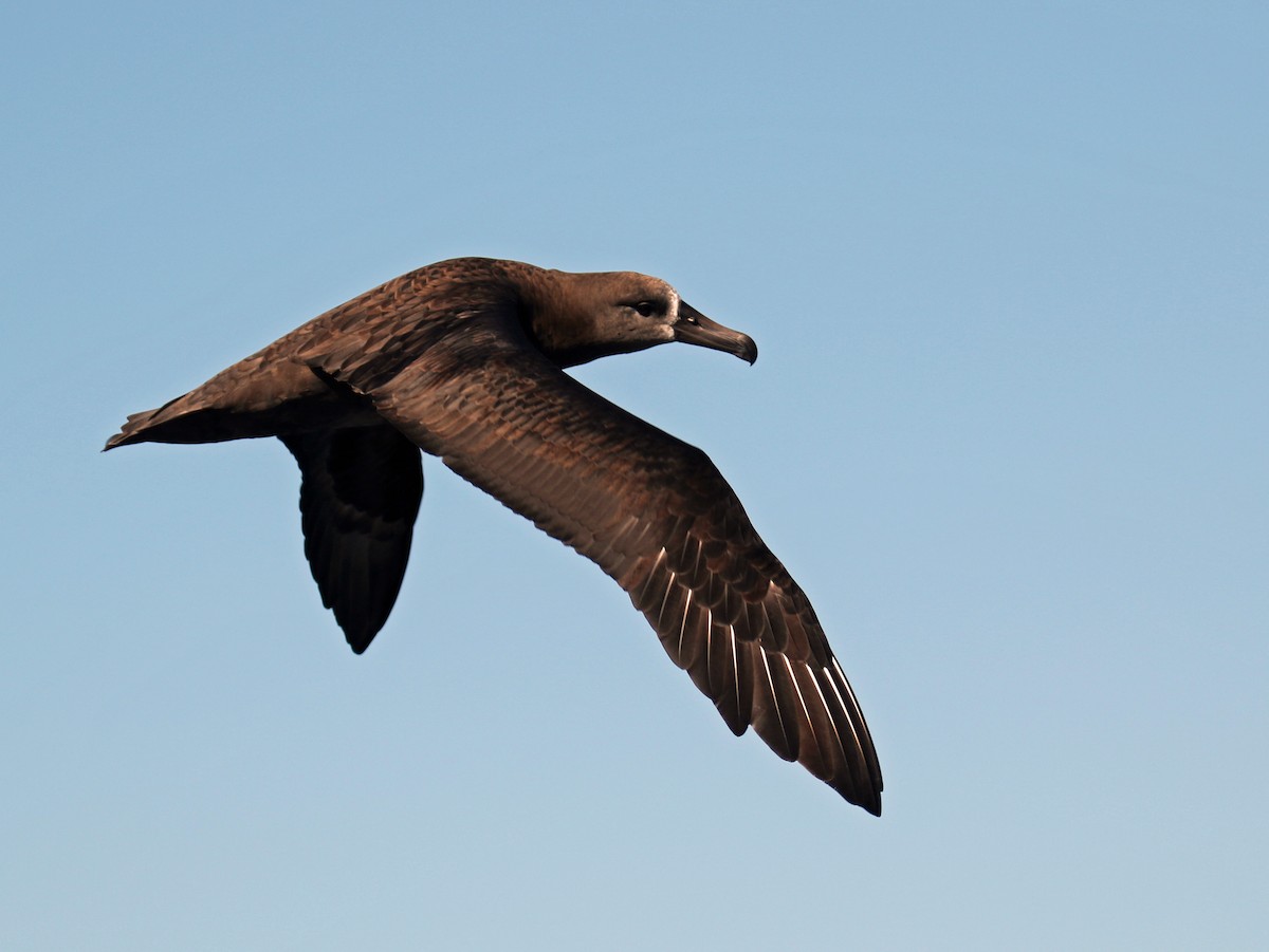 Black-footed Albatross - ML68036941