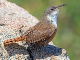 Saltapared Barranqueño - eBird