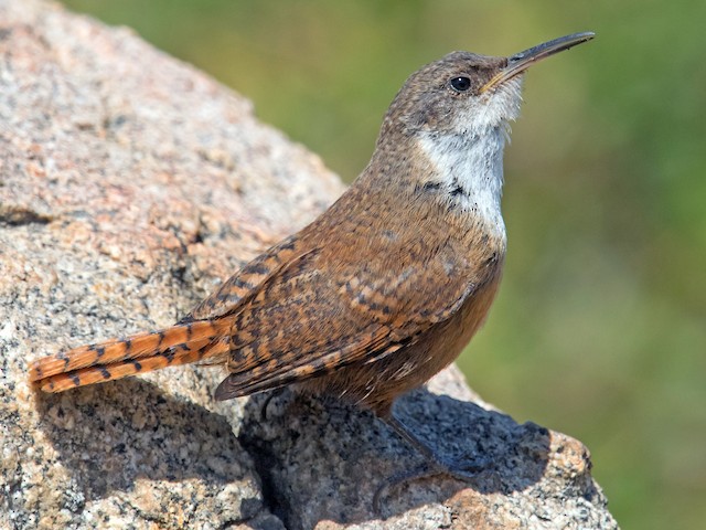  - Canyon Wren - 