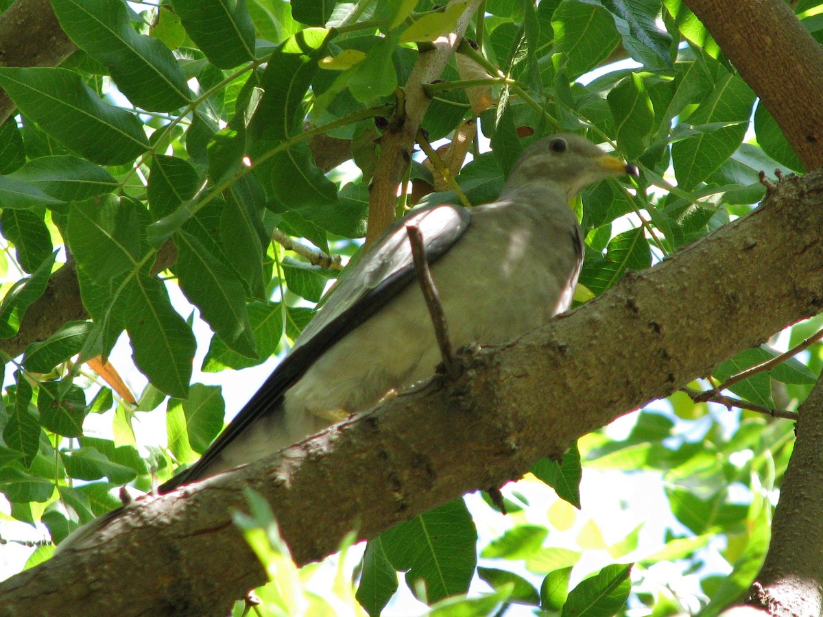 Band-tailed Pigeon - Steve Hosmer