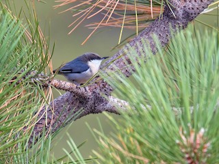  - Pygmy Nuthatch