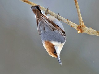 ヒメシャラ♡ チャガシラヒメゴジュウカラ - eBird