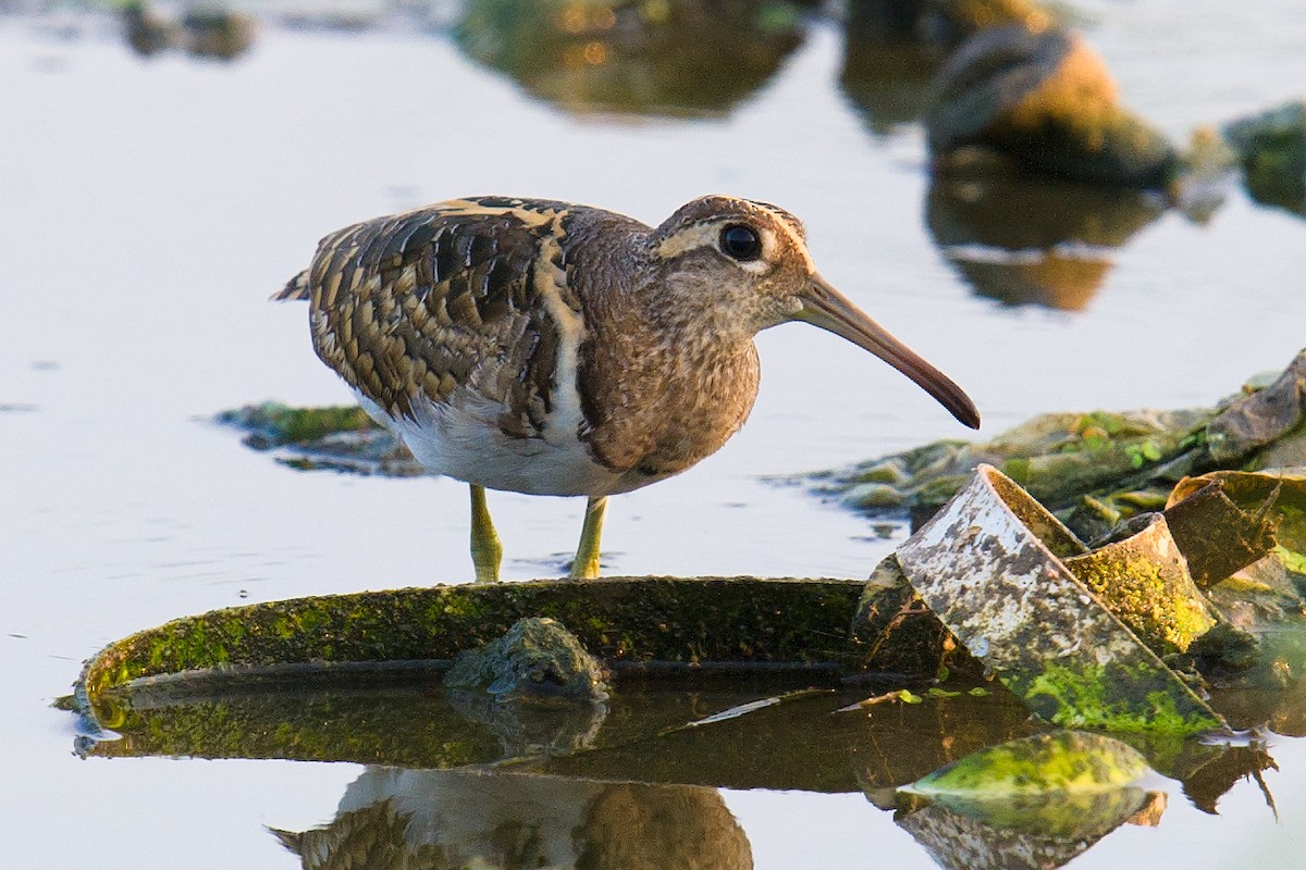 Greater Painted-Snipe - ML68039261