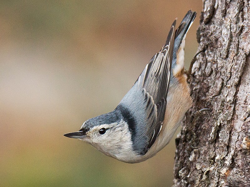 White-breasted Nuthatch - eBird Canada