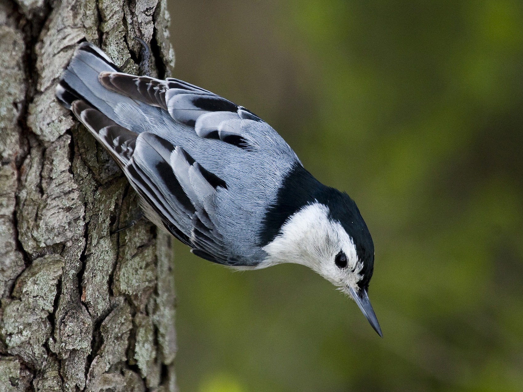 White-breasted Nuthatch - Gordon Dimmig