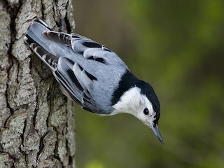  - White-breasted Nuthatch