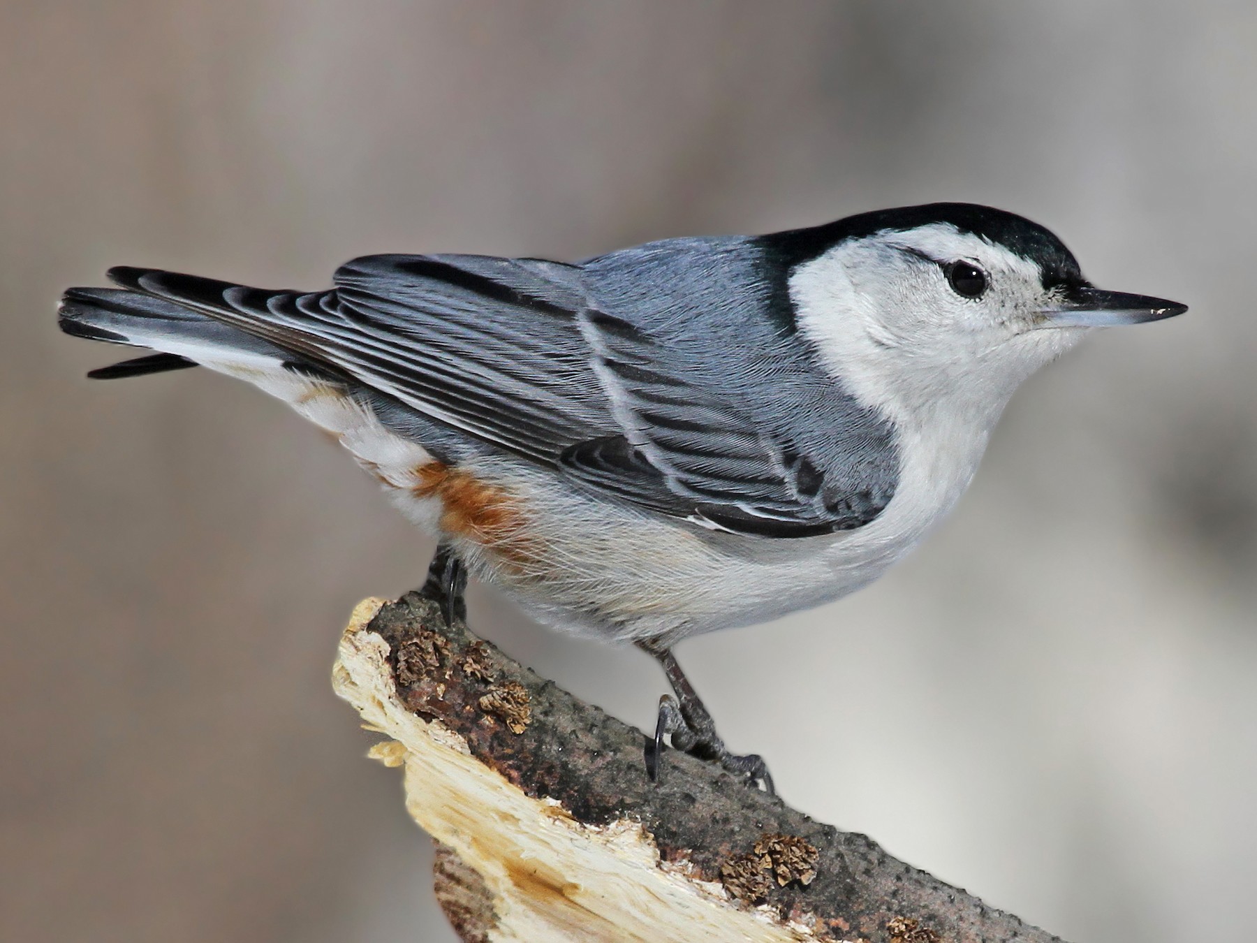 White-breasted Nuthatch - Ryan Schain