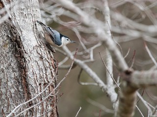  - White-breasted Nuthatch