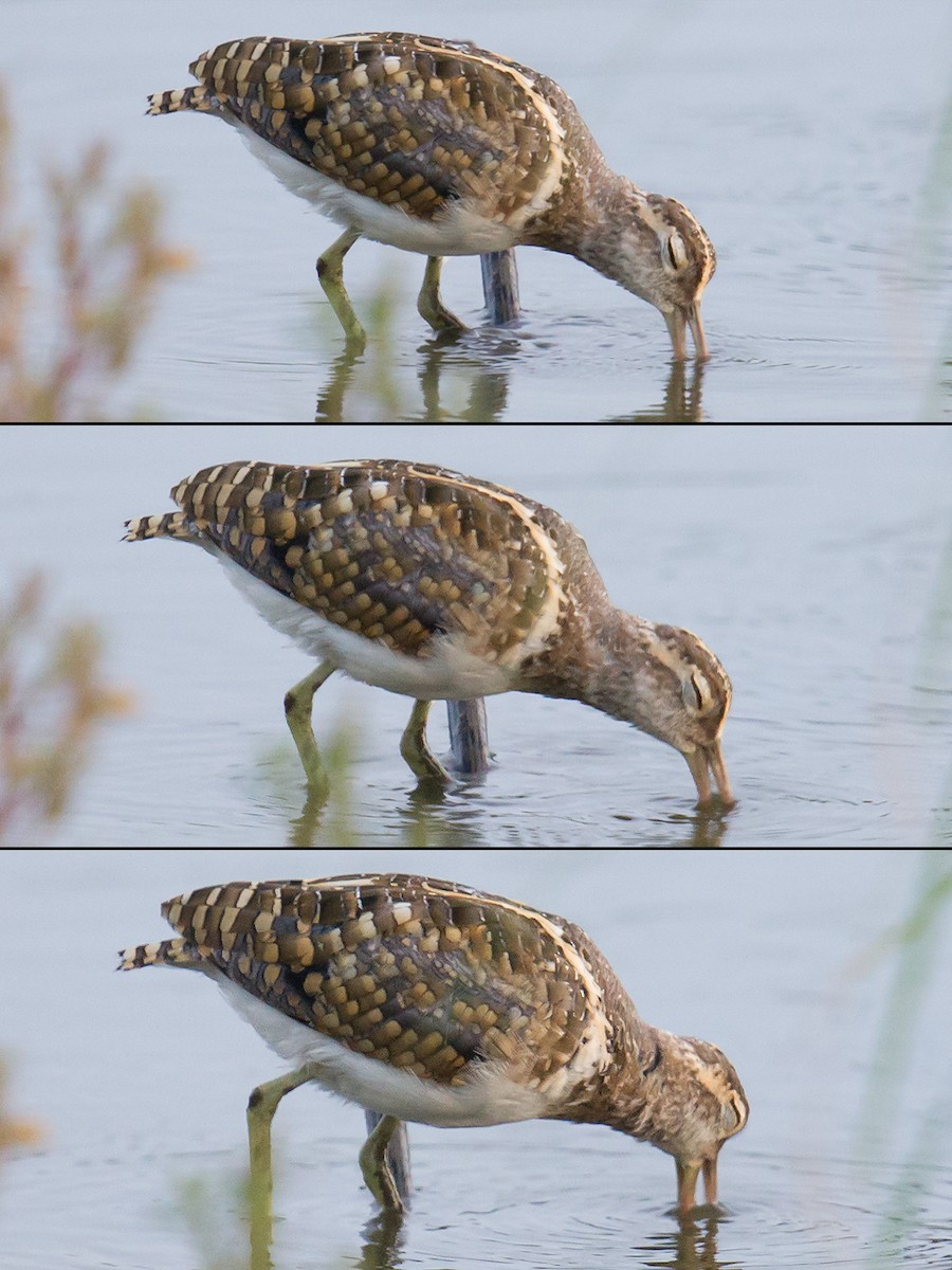 Greater Painted-Snipe - ML68039761
