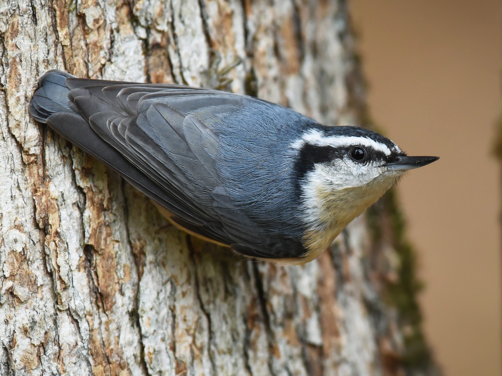 Red Breasted Nuthatch Ebird Québec