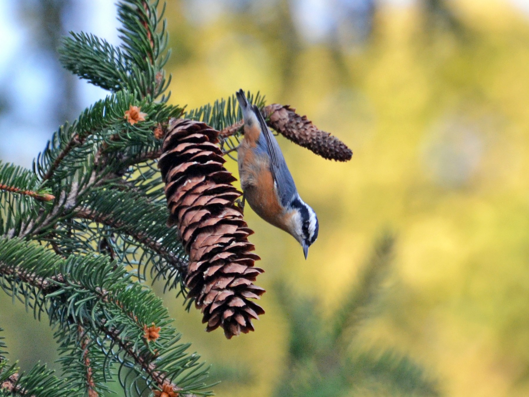 Red-breasted Nuthatch - Kristen Johnson