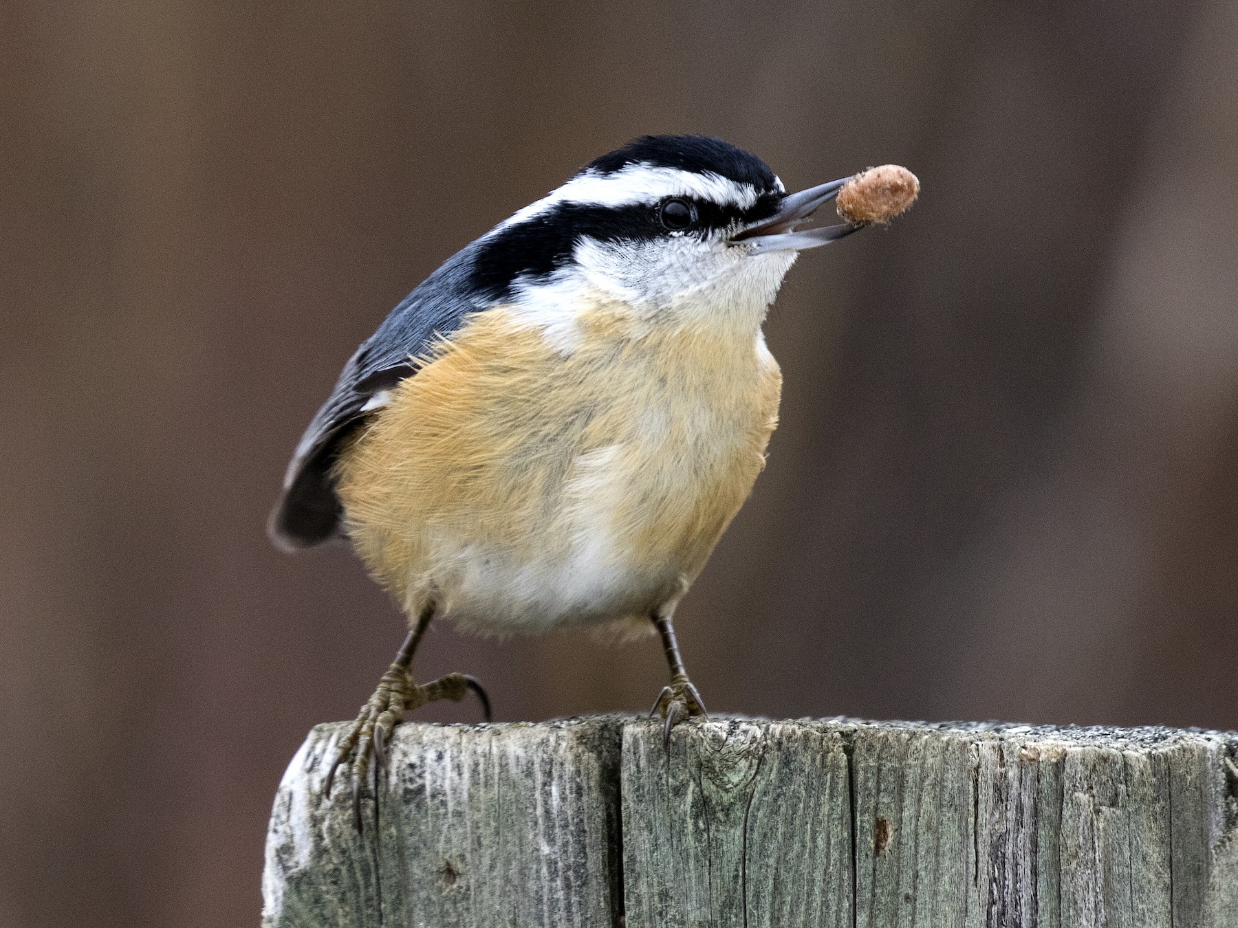 red breasted nuthatch